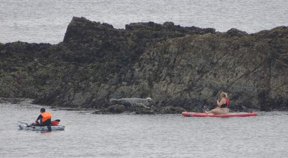 A paddleboarder approaches a heavily pregnant seal too close for comfort. As soon as she could, the seal escaped into the water, said the volunteers who were carrying out a survey at the time
