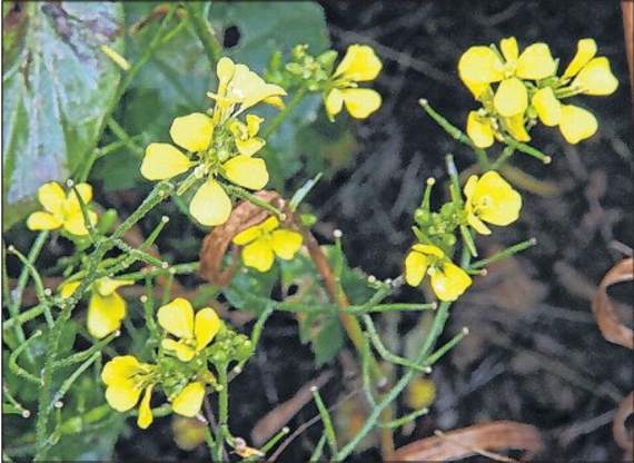 Wild turnip has yellow four-petalled flowers that eventually turn into seed pods.