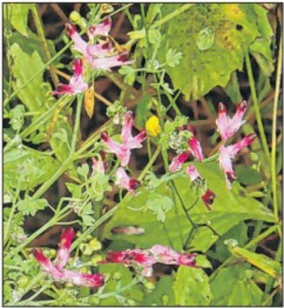 Common fumitory growing along the bottom of a hedgerow.