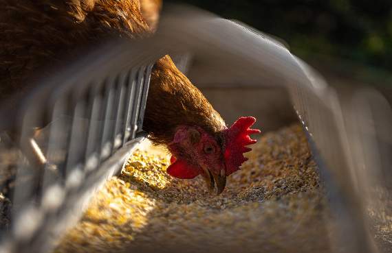 The site at Kelly Bray has been used for poultry production for more than 100 years