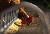 Chicken farm extension approved