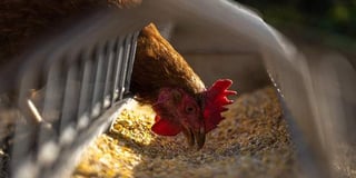 Chicken farm extension approved