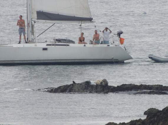 A yacht passes by too close to seals which had already been scared by other water users just before