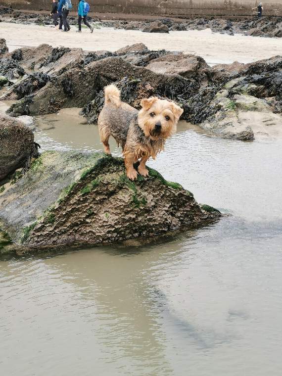 Mabel the Norfolk terrier, who sadly died after swallowing a fish hook