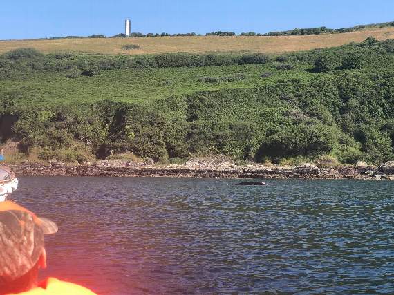 The whale had been seen in Plymouth Sound previously and is being monitored by the British Divers Marine Life Rescue team as it is showing signs of injury and stress