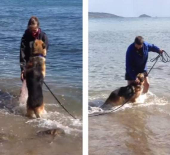 Sarah and Peter on holiday in Whitsand Bay with their rescue dog, Prince