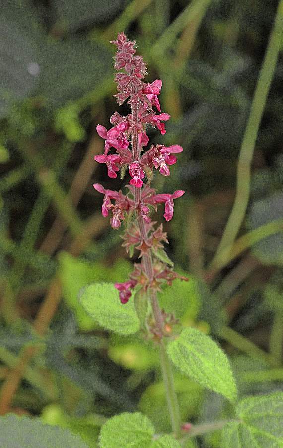 The purple bloomed hedge woundwort was also used to help heal cuts and gashes