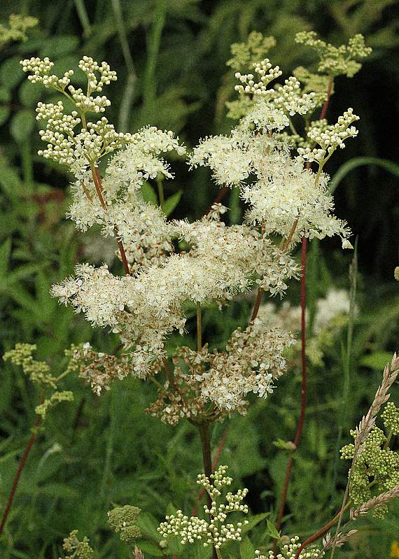 Sweetly scented Meadowsweet was used in Tudor times to mask household odours