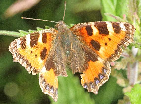A rather ragged tortoiseshell butterfly, whose caterpillars live on nettles