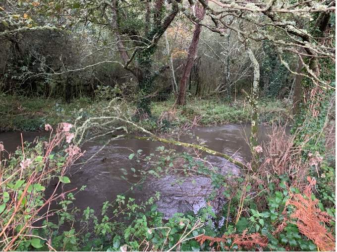 Another view of the land which the parish council is hoping to secure to protect it for the good of the community, and which has been identified as a home to protected species including otters, dormice and long-eared Daubenton's bats.