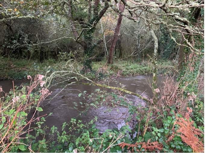 Another view of the land which the parish council is hoping to secure to protect it for the good of the community, and which has been identified as a home to protected species including otters, dormice and long-eared Daubenton's bats.