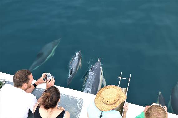 Photo taken by Newquay Sea Safaris during a previous Sea Watch event