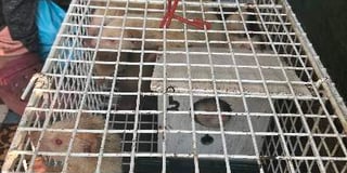 Abandoned ferrets 'dumped without food or water'