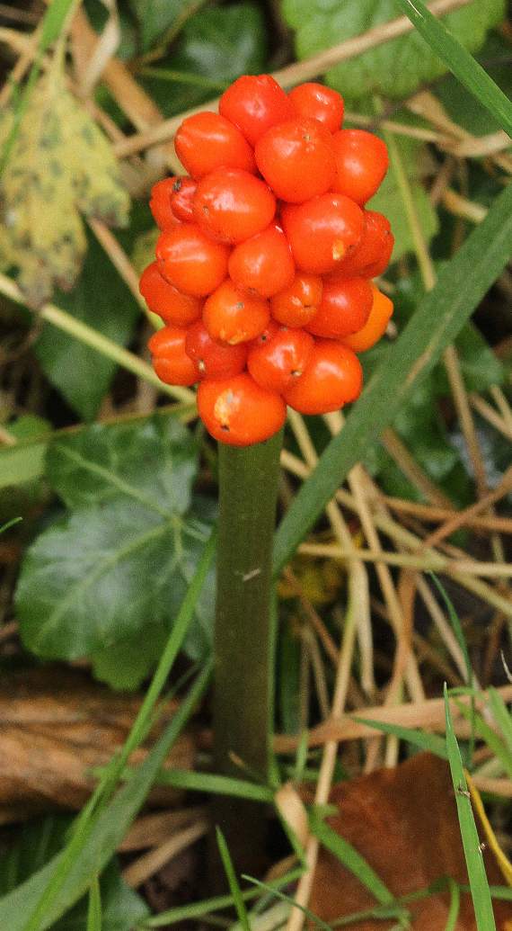 Lords and ladies berries are poisonous to humans and animals alike