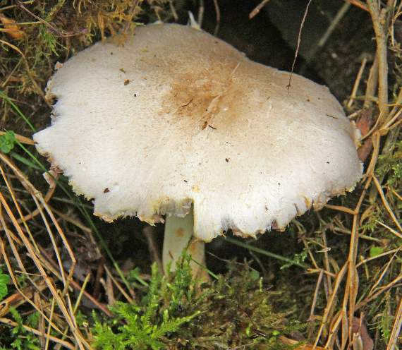 Yellow stainer mushrooms look very similar to common field mushrooms but are poisonous andbest left alone, says Ray