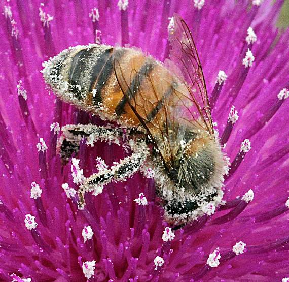 A pollen-covered honey bee on a thistle