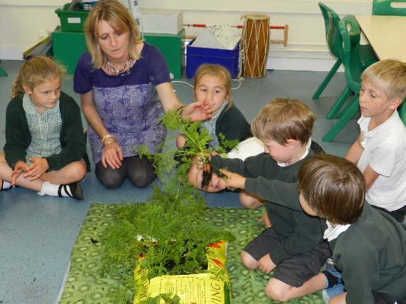 Green Class teacher, Helen Alton with some of the children harvesting lettuce, beetroot and carrots from grow bags at Copplestone Primary School. NP 080715 01