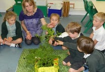 Children grew potatoes to eat for school dinner