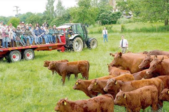 International Delegates inspecting Priorton Devon Cattle with John May and brother-in-law, Gordon Tully, back.