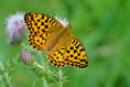 Charity awarded £318,000 to protect butterflies on Dartmoor, Exmoor and Bodmin Moor