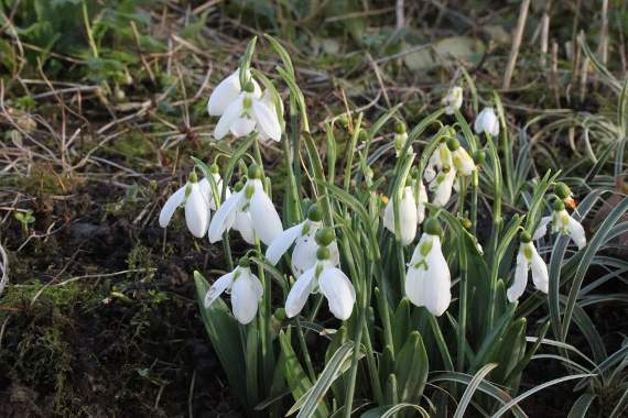 Snowdrops at Higher Cherubeer.