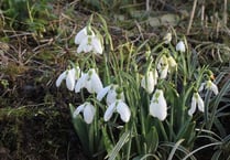 Snowdrop time again at Dolton, near Winkleigh