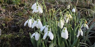 Snowdrop time again at Dolton, near Winkleigh