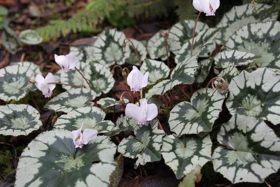 Cyclamen at Higher Cherubeer.