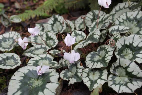 Cyclamen at Higher Cherubeer.
