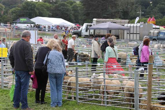 Admiring some of the sheep in the sheep classes at Chagford Show. AQ 3589