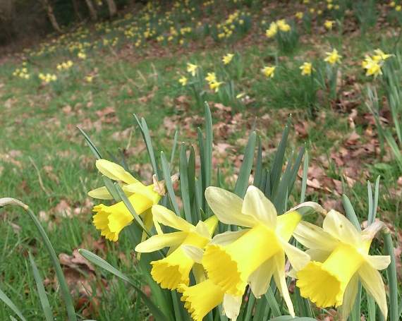 Some of the wild daffodils growing near Venny Tedburn, near Crediton.
