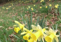 Do local place-names in the Crediton area suggest a former wealth of wild daffodils?