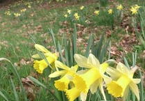 Do local place-names in the Crediton area suggest a former wealth of wild daffodils?