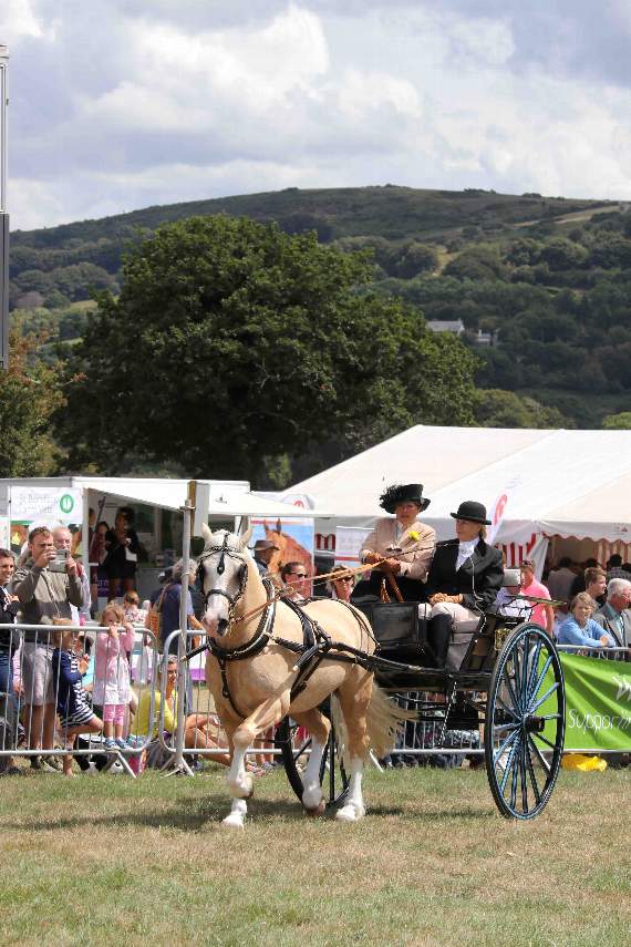 A charming horse and carriage in the carriage driving class. AQ 4301