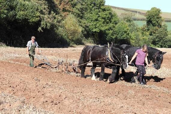 Horse ploughing in action by David Jones and his daughter, Myrtle, from Camborne, along with their horses Harry and Bess. AQ 6689
