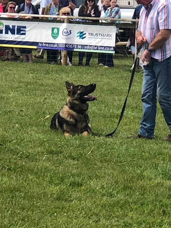 Jay during the basic obedience commands routine at the Devon County Show.