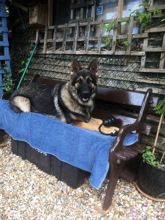 Jay relaxing at home in Crediton.