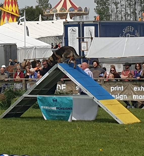 Jay during one of the displays at the Devon County Show.