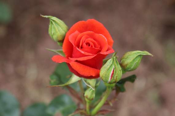 Boniface roses growing behind the Saint Boniface statue in Newcombes Meadow. AQ 1689