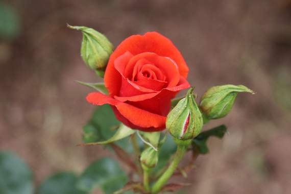Boniface roses growing behind the Saint Boniface statue in Newcombes Meadow. AQ 1689