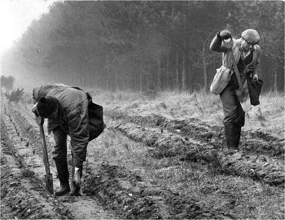 When the first Forestry Commission trees were planted at Eggesford Forest. Photo: Forestry Commission.