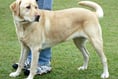 Stricter dog fouling measures to be introduced across Mid Devon