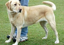 Stricter dog fouling measures to be introduced across Mid Devon