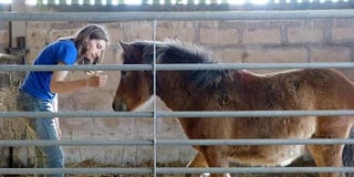 Devon sanctuary for traumatised ponies needs help to find a new home by April