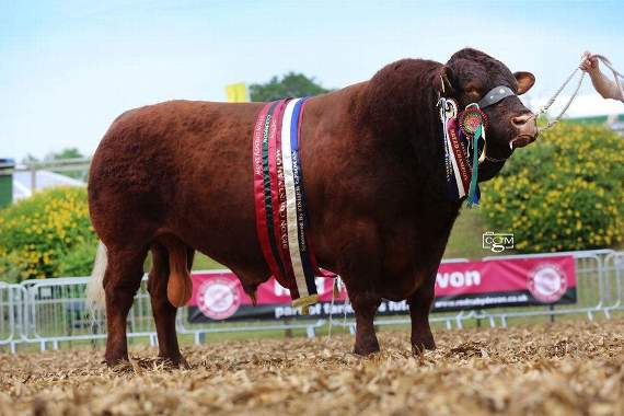 Bull Dira Halcyon EX93 was Breed Champion, Reserve Native Interbreed Champion and also took the Reserve Interbreed Pairs (when paired with the Female Devon Champion) plus the North Devon v South Devon Breed Challenge.