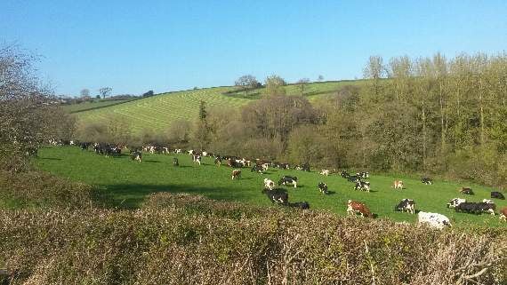 Some of the cows in their field at Sandford.
