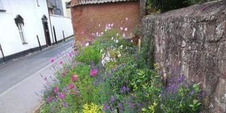 Crediton Pollinator Project to protect pollinators such as bees