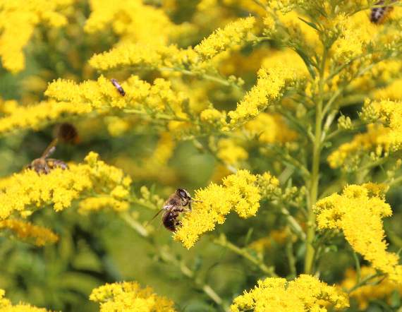 Bees were really attracted to this plant in the garden. AQ 3555