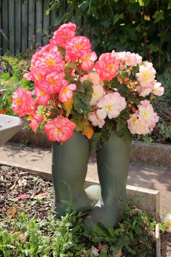 Welly boots filled with plants in the garden. AQ 3569