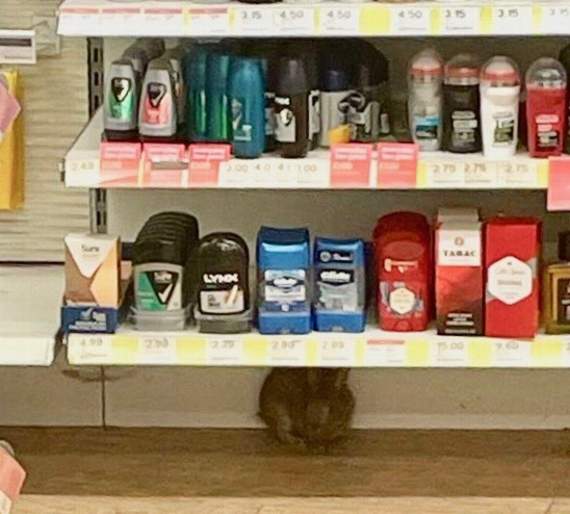 The bunny hides underneath a shelf in the chemists from where it was rescued.